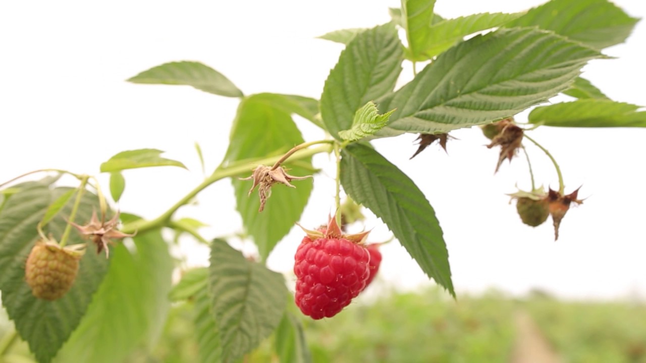 The Source Live | Driscoll's Raspberries