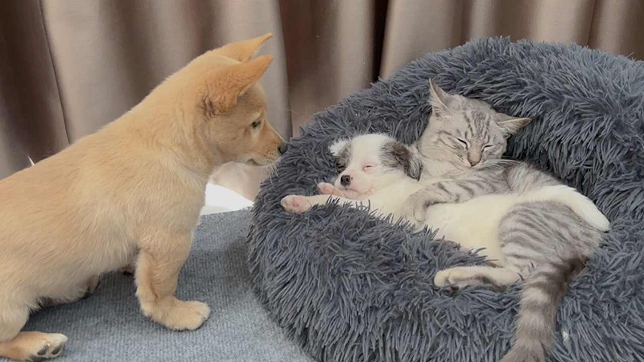Abandoned Puppy Falls Asleep in a Cat’s Hug — So Heartwarming