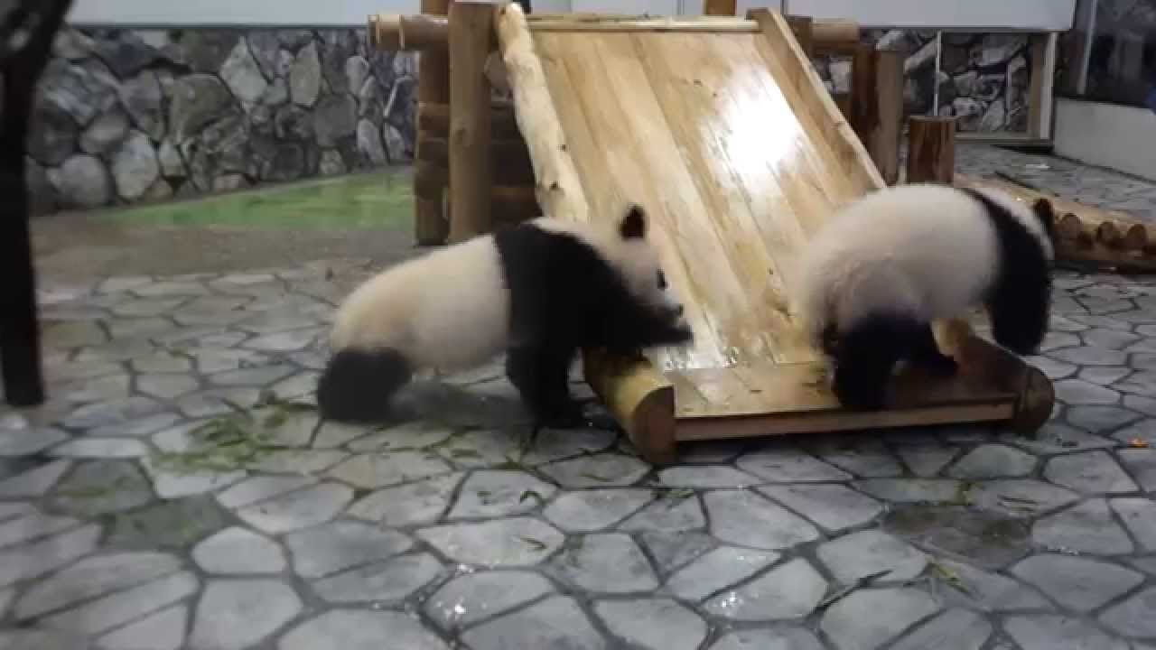 ふたごの赤ちゃんパンダ 桜浜&桃浜 飼育員さんにLock-on♪