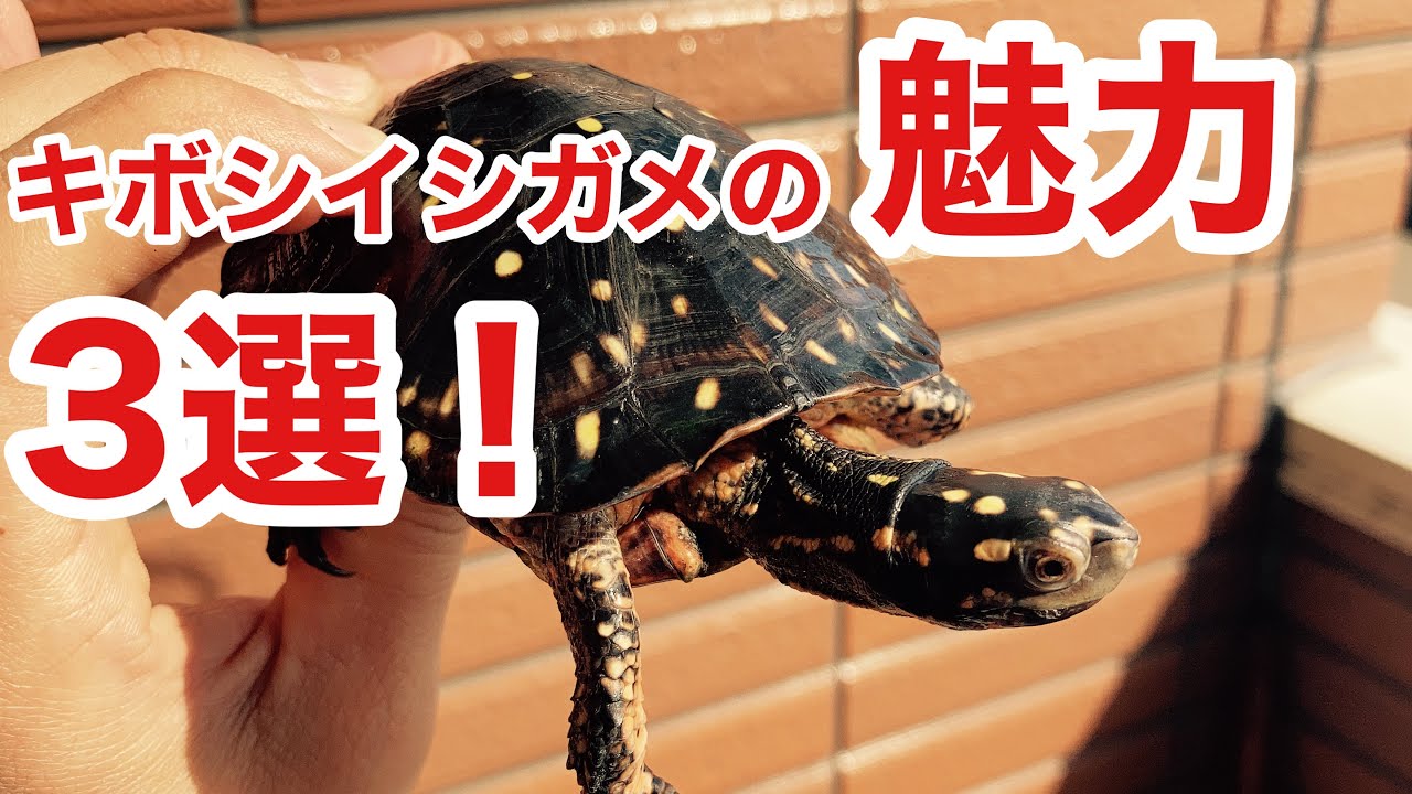 綺麗で小型！キボシイシガメの魅力を解説！