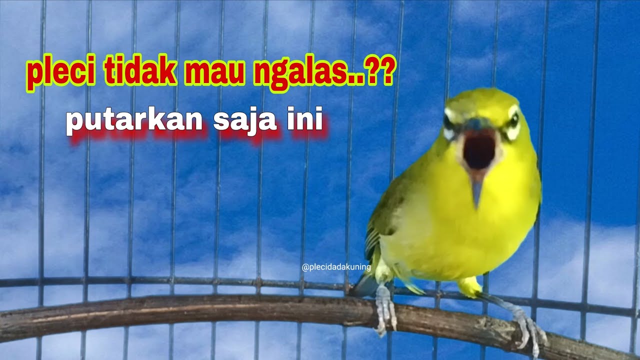 Pleci Ngalas Nembak Memanggil Lawan | Pancingan Pleci Biar Ngalas | Pleci Gacor
