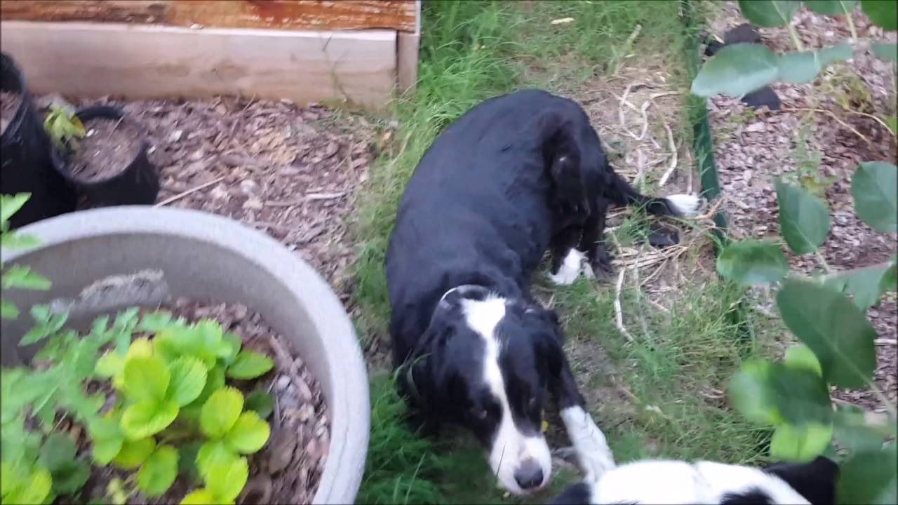 The Productive Garden
