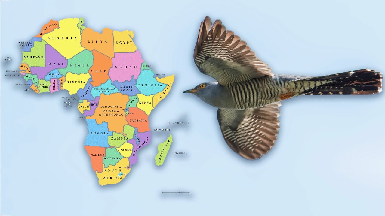 Tiny Bird's Mighty Migration To Africa | | Cuckoo - The Enemy in My Nest