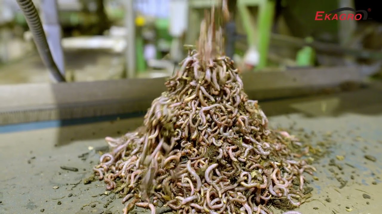 Ekagro Story - Hodowla Dżdżownic i Bio Produkty dla Ogrodu