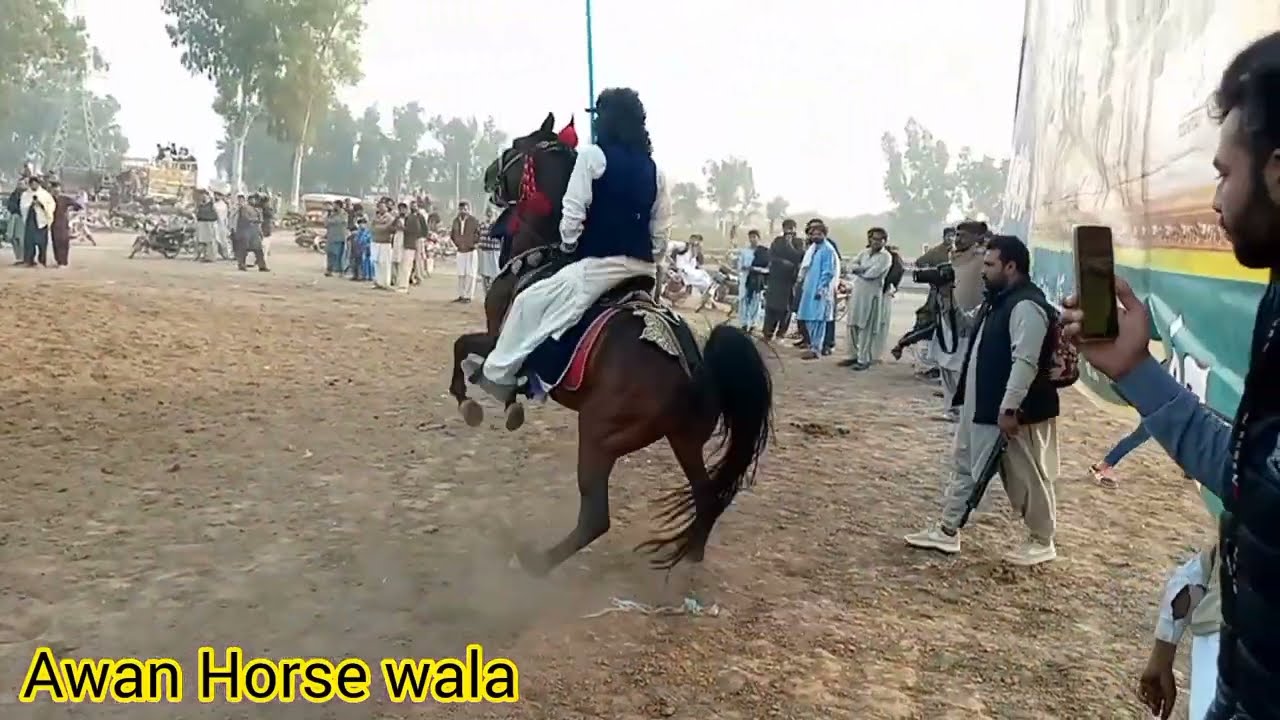 Chohdri zulfiqar urf zulfi | Horse  name dil Jaly | neza bazi | tent pegging
