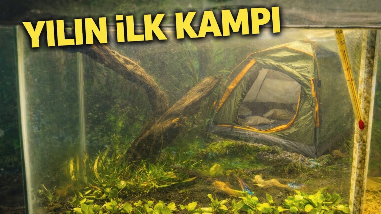 Yılın ilk kampı ve akvaryum bitkisi