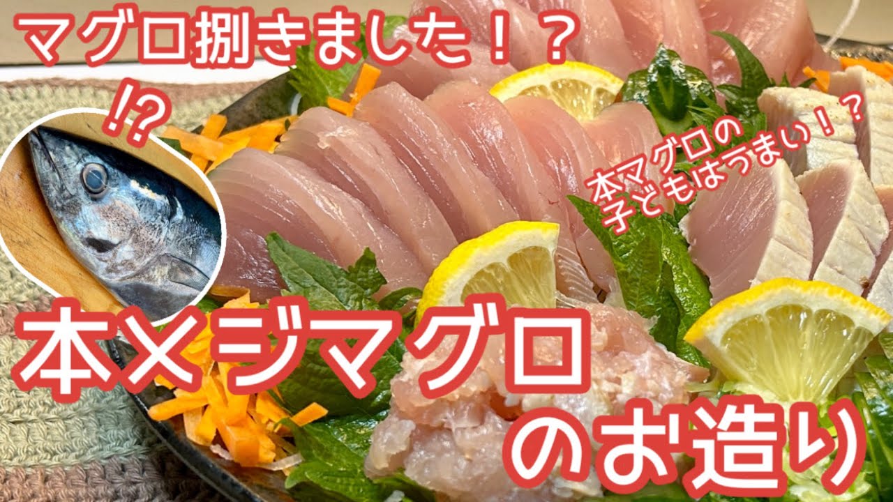 【本マグロ捌きました⁉️】本メジマグロのお造り　本マグロの幼体の本メジマグロを捌いて食べてみたらうまかった👍