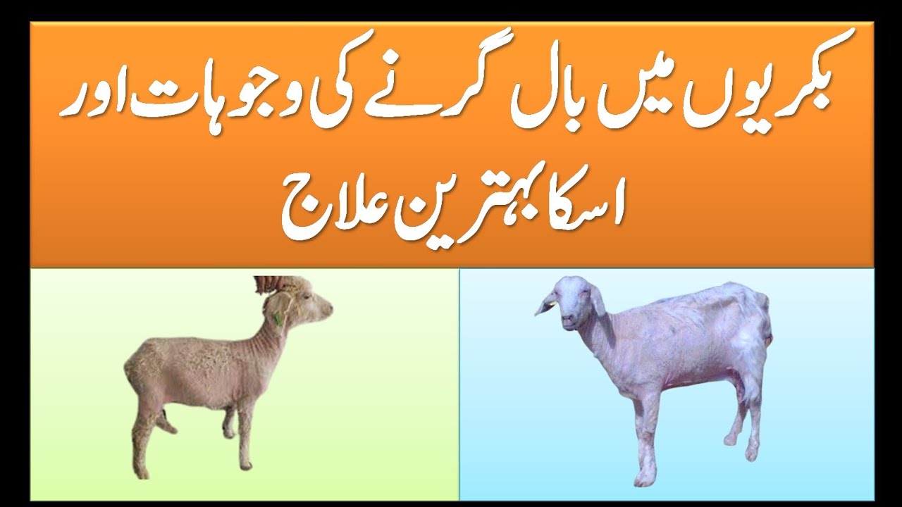 Hair Fall in Goats and its Treatment | Causes of Hair Fall in Goats |Dermatitis in Goat