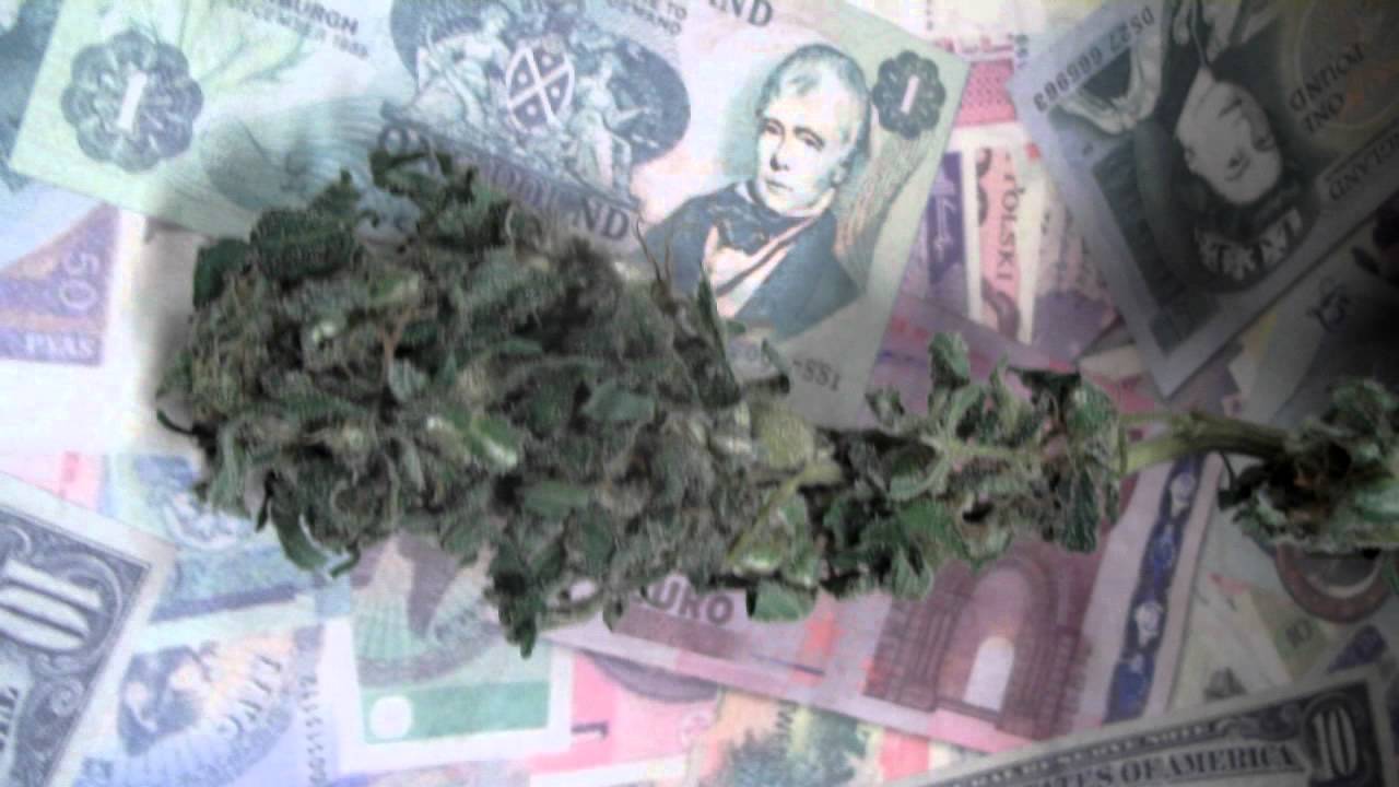 Ganja Creator Genetics Blue Chronic AKA Blue Tangerine