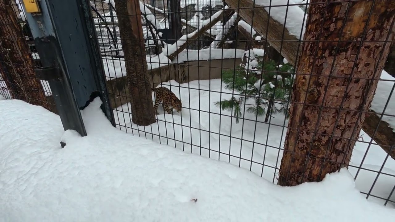 260116【冬の旭山動物園】13