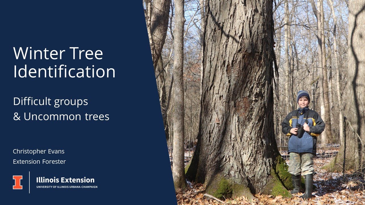 Winter Tree Identification Difficult Groups and Uncommon Trees in Illinois