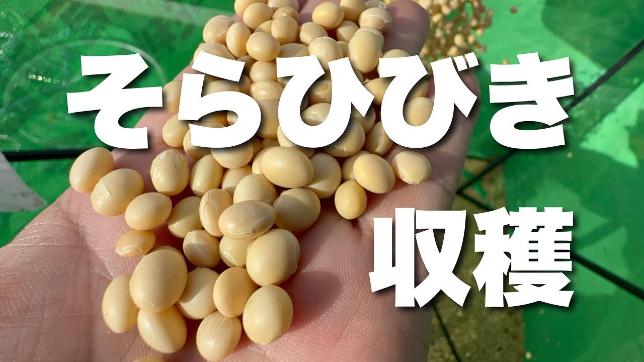 収量は！？単収400超えるか！？多収大豆そらひびき収穫しました！2025年10月26日