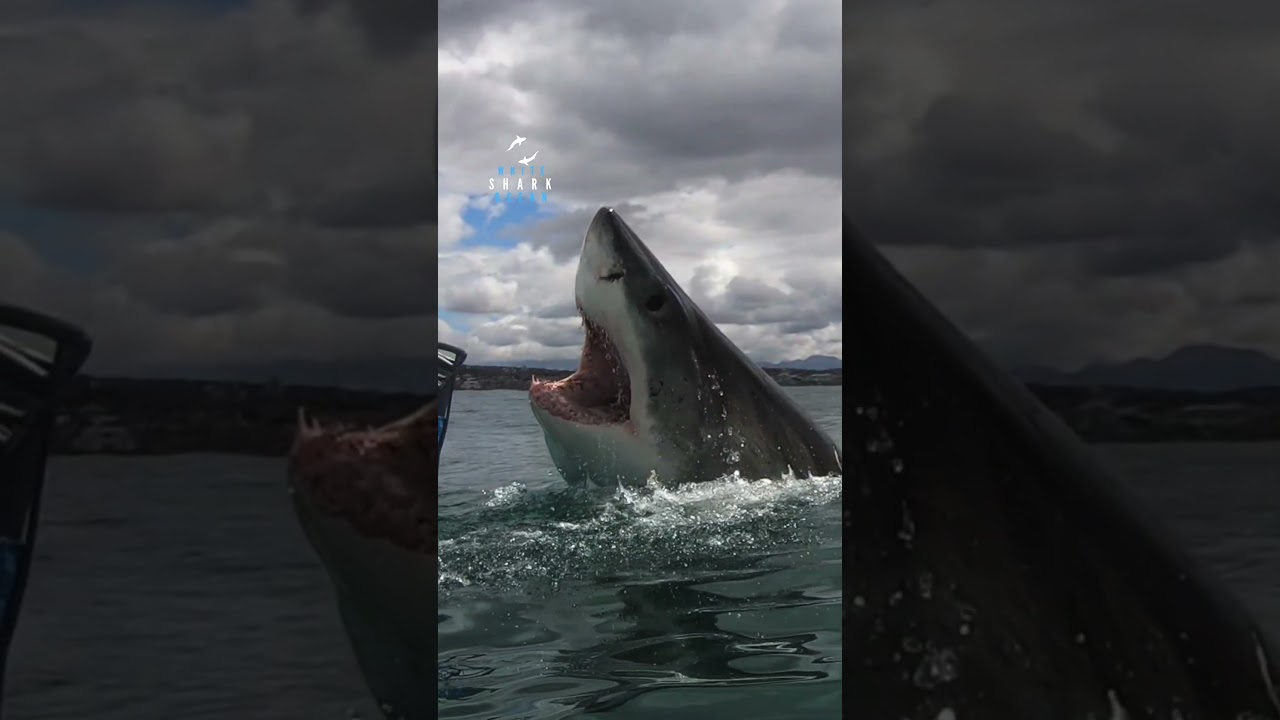 Gigantic Great White Shark Launches Out Of The Water