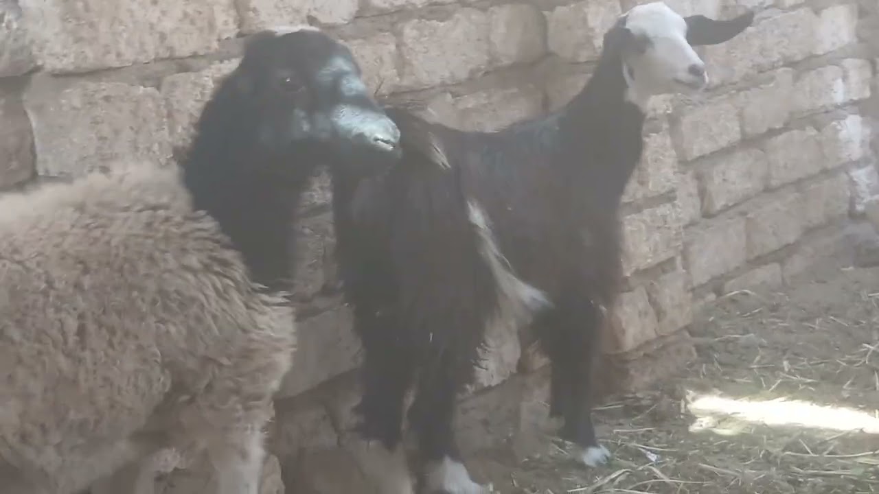 عرض بلاش عند اخوكم ابو فهد رقم التليفون للتواصل01159896512