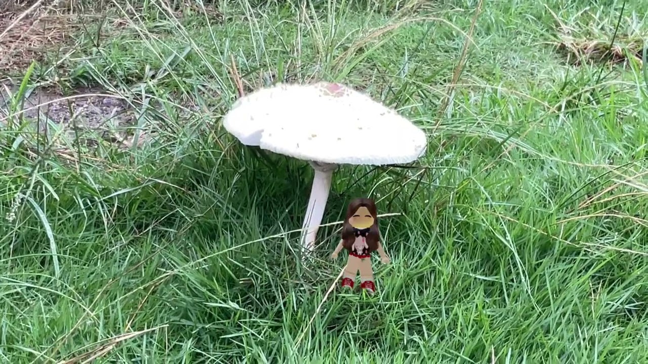 mushroom umbrella