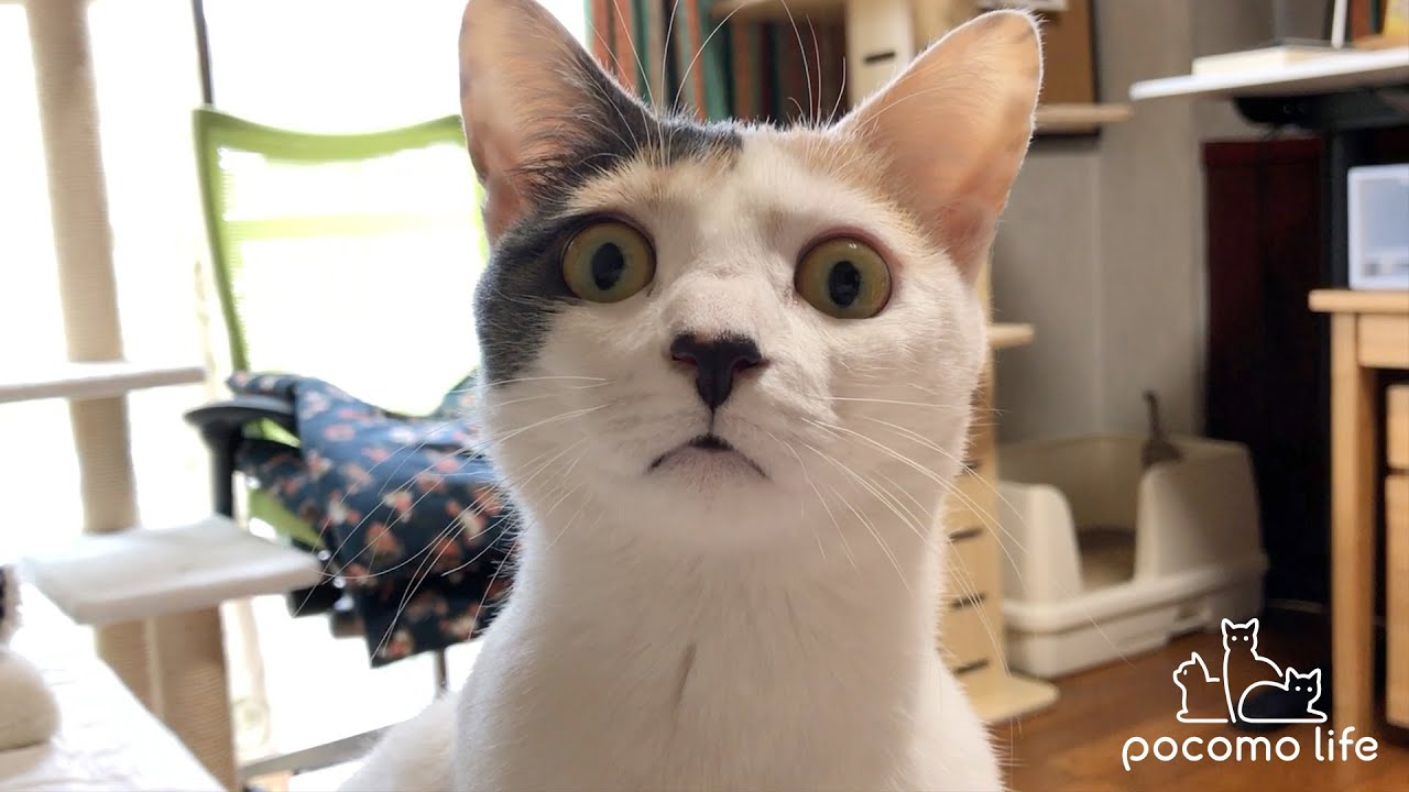 三毛猫ぽてと生誕5周年！おもしろ可愛いぽてさん集めました！