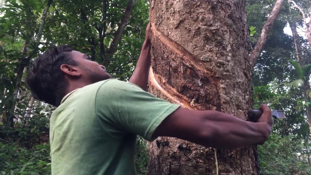 Rubber tapping video for kids
