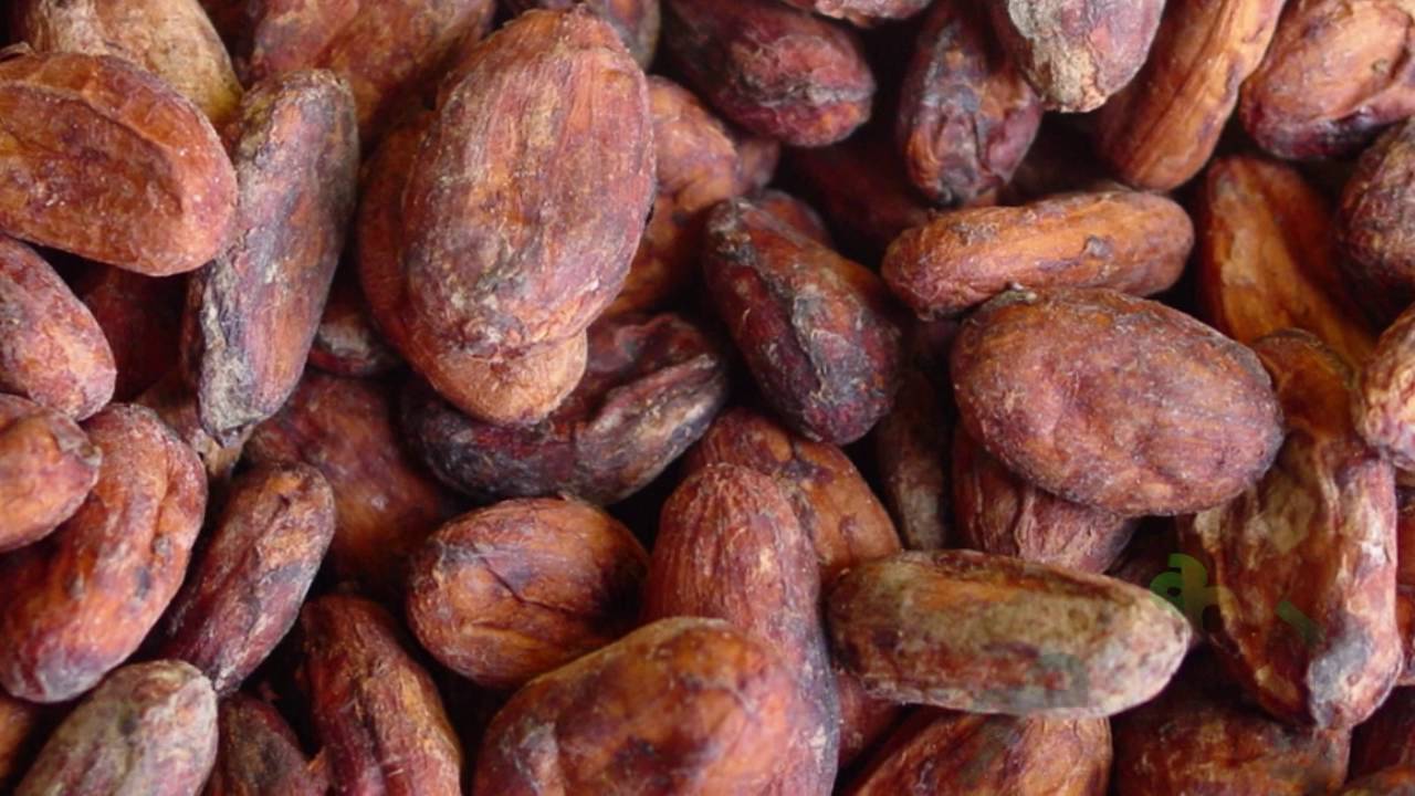 CACAO CHUNCHO Y AGRO TURISMO CON DEMETRIO VILLAVICENCIO- ECHARATI