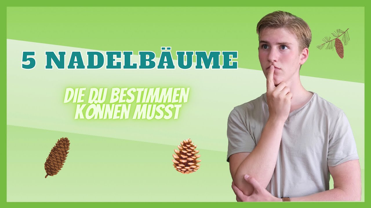 5 Nadelbäume für Anfänger zum Bestimmen | natural life education