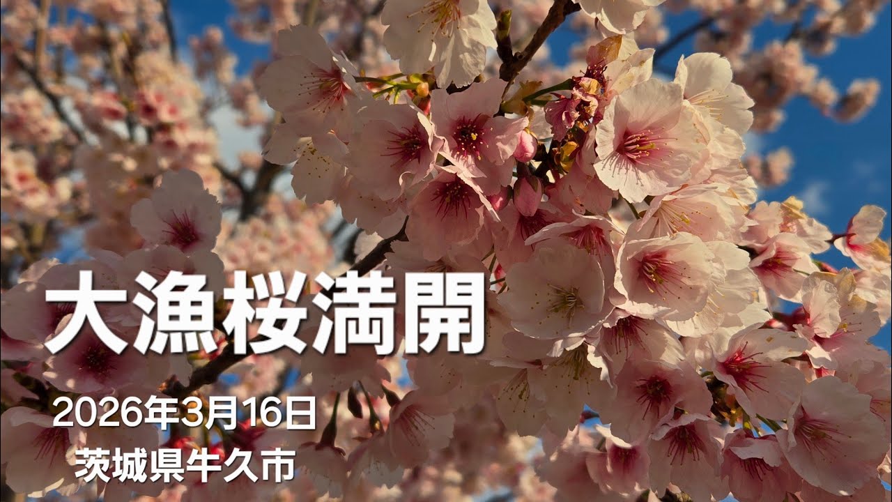 青空に映える満開の大漁桜(2026年3月16日)常磐線牛久駅前