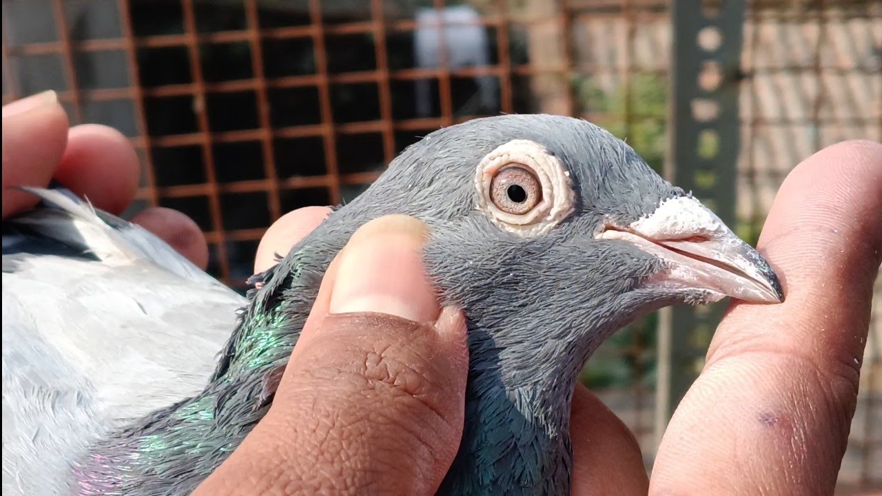 কলকাতায় রেকদার পায়রার ভাণ্ডার #pigeon #kabutar #kabootar 