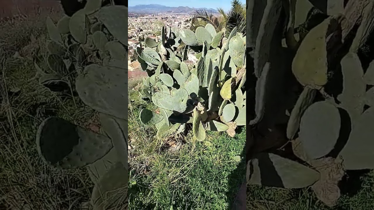 La chumbera o nopal, y plaga de la cochinilla