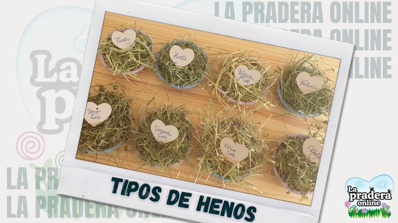 Tipos de HENO para CONEJOS & ROEDORES | La Pradera Online