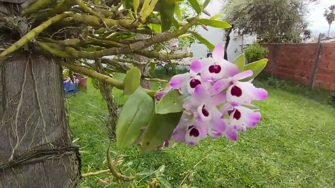 547 - NKT Ind - 30 Sep 25 - Jardinería en Casa de la Abuela