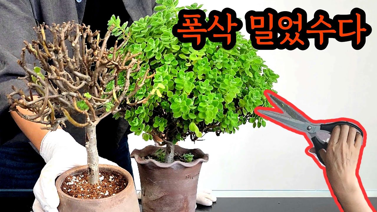 [4K] 꽈직! 장미허브 얼굴이 반의 반쪽이 된 사건,  묵은둥이 7살 외목대 장미허브 봄단장 하는 법 #장미허브 #Vicksplant