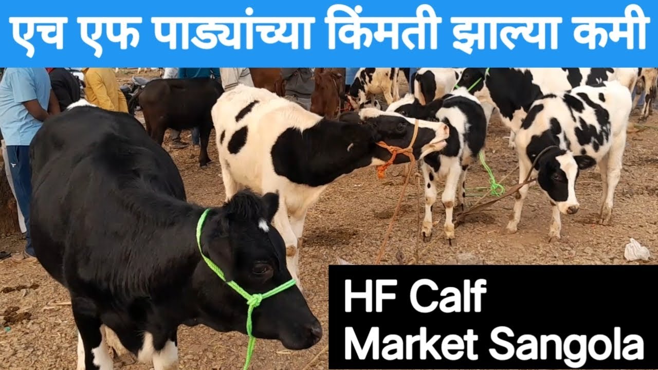 HF पाड्यांच्या किंमती झाल्या कमी सांगोला बाजार / HF Calf Market Sangola