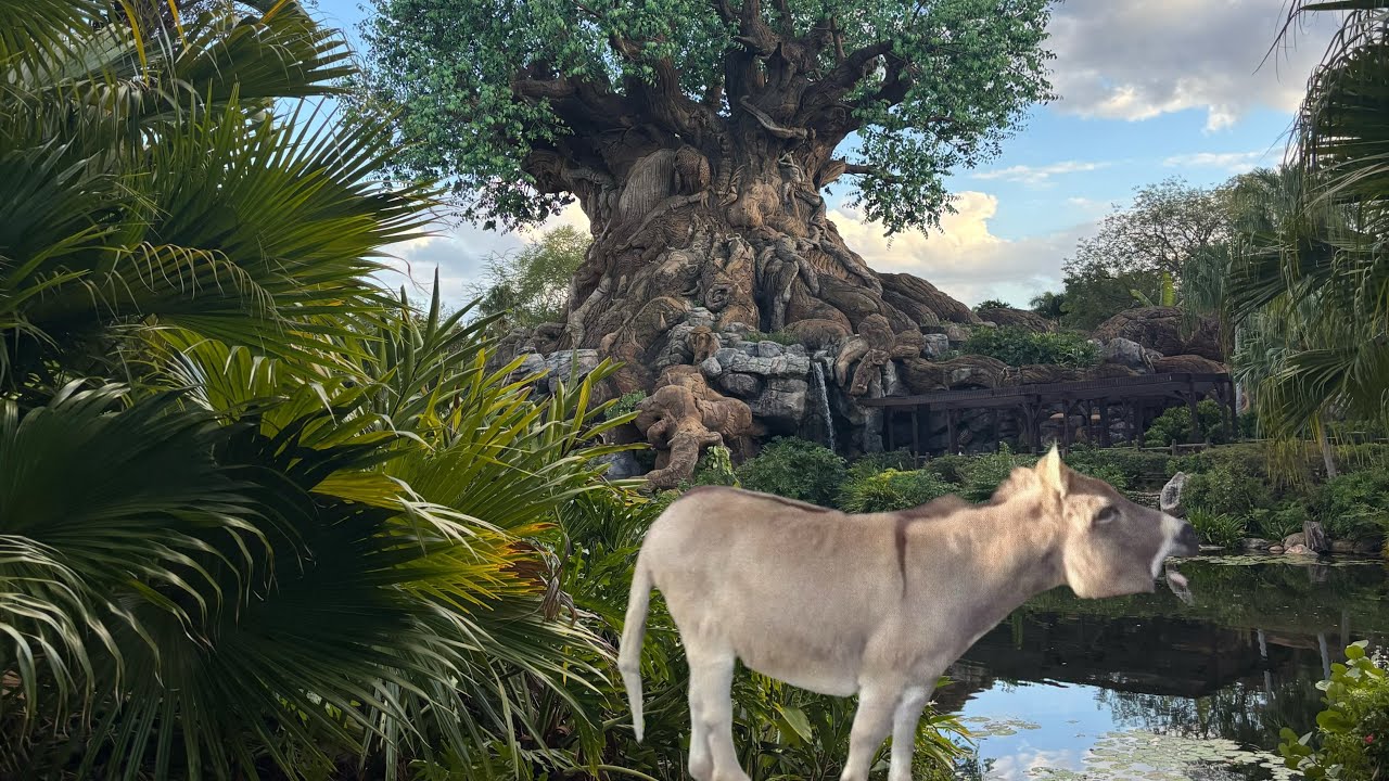 Donkey looking for Shrek AT Disney?!?!? Journey to Rafikis village at Animal Kingdom
