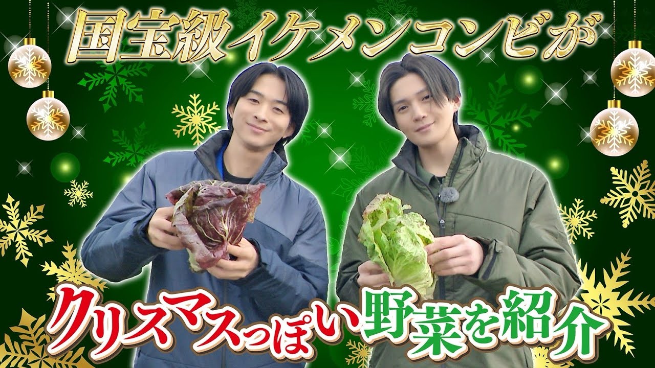 【クリスマス】澤夏と八木勇征が彩り鮮やかなチコリを収穫！