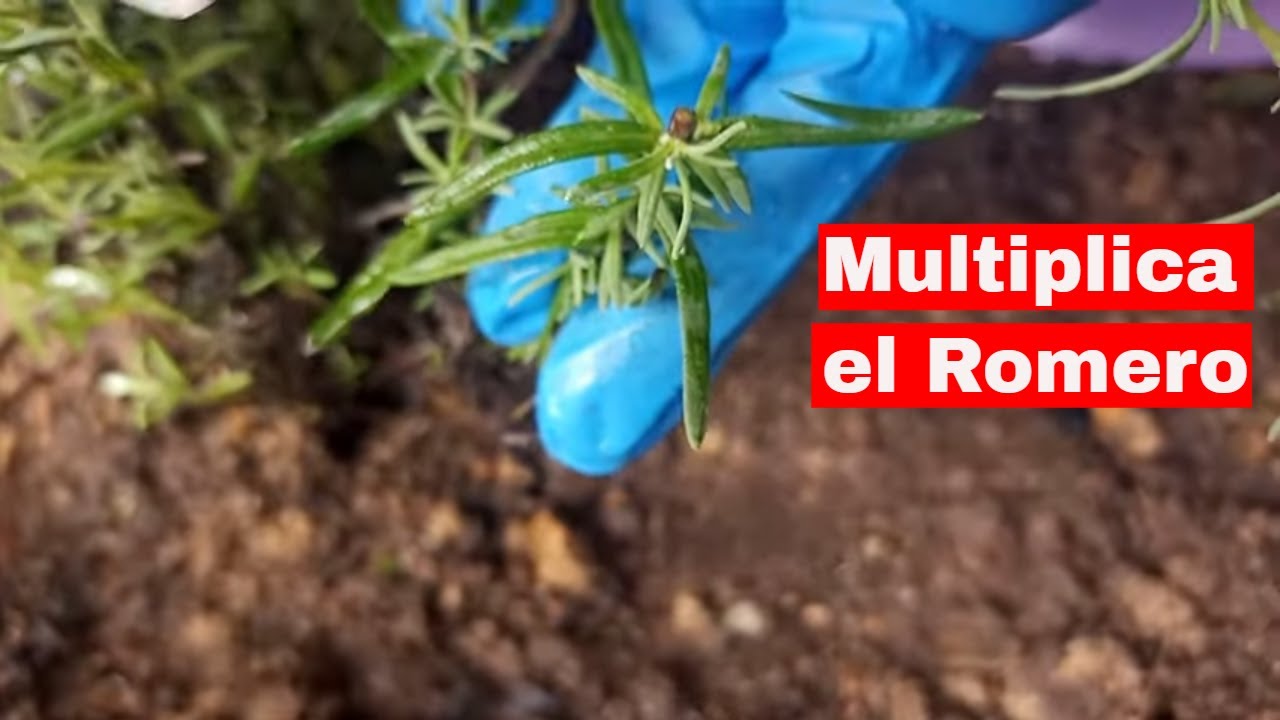 🌿 Cómo Multiplicar la planta de ROMERO /  fácil Reproducir esta AROMÁTICA 🌿