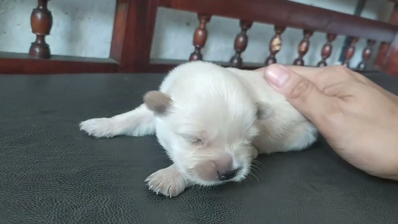 ANAK ANJING UMUR 2 MINGGU, BARU BELAJAR BUKA MATA, ANAK CHERRY & CHIKO (PEKING MIX SHIHTZU)