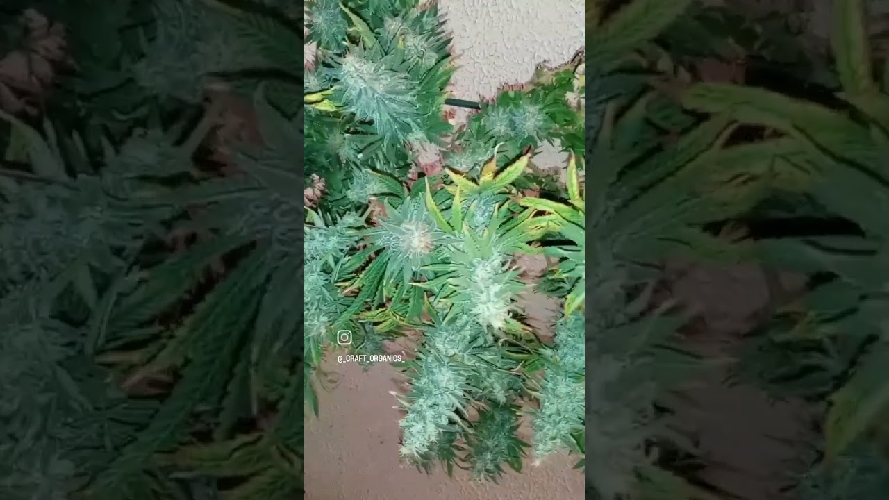 Dosilato OG Harvest