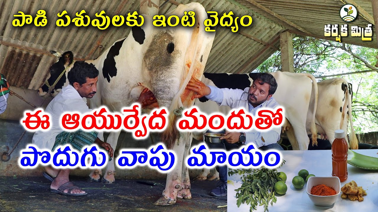 పాడి పశువుల్లో పొదుగు వాపుకు ఆయుర్వేద వైద్యం || Ayurveda Treatment for Mastitis || Karshaka Mitra