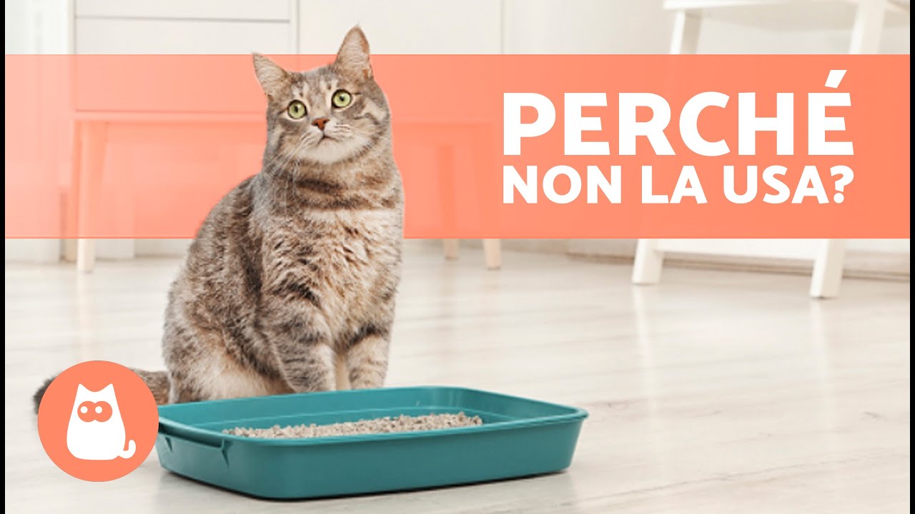 Perché il mio GATTO fa la cacca fuori dalla LETTIERA? 🐱💩 (7 cause e soluzioni)