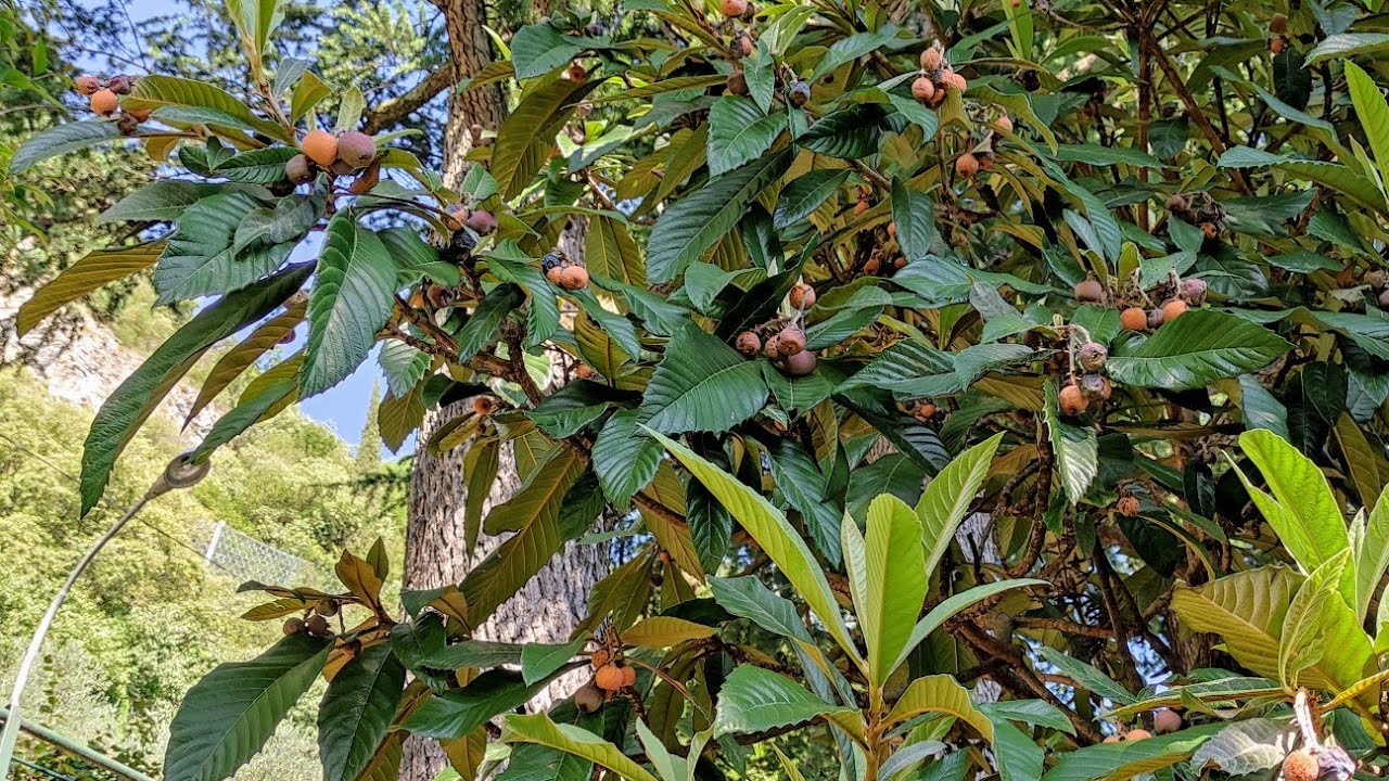 Extra Late Loquat (Eriobotrya japonica) in September in Italy