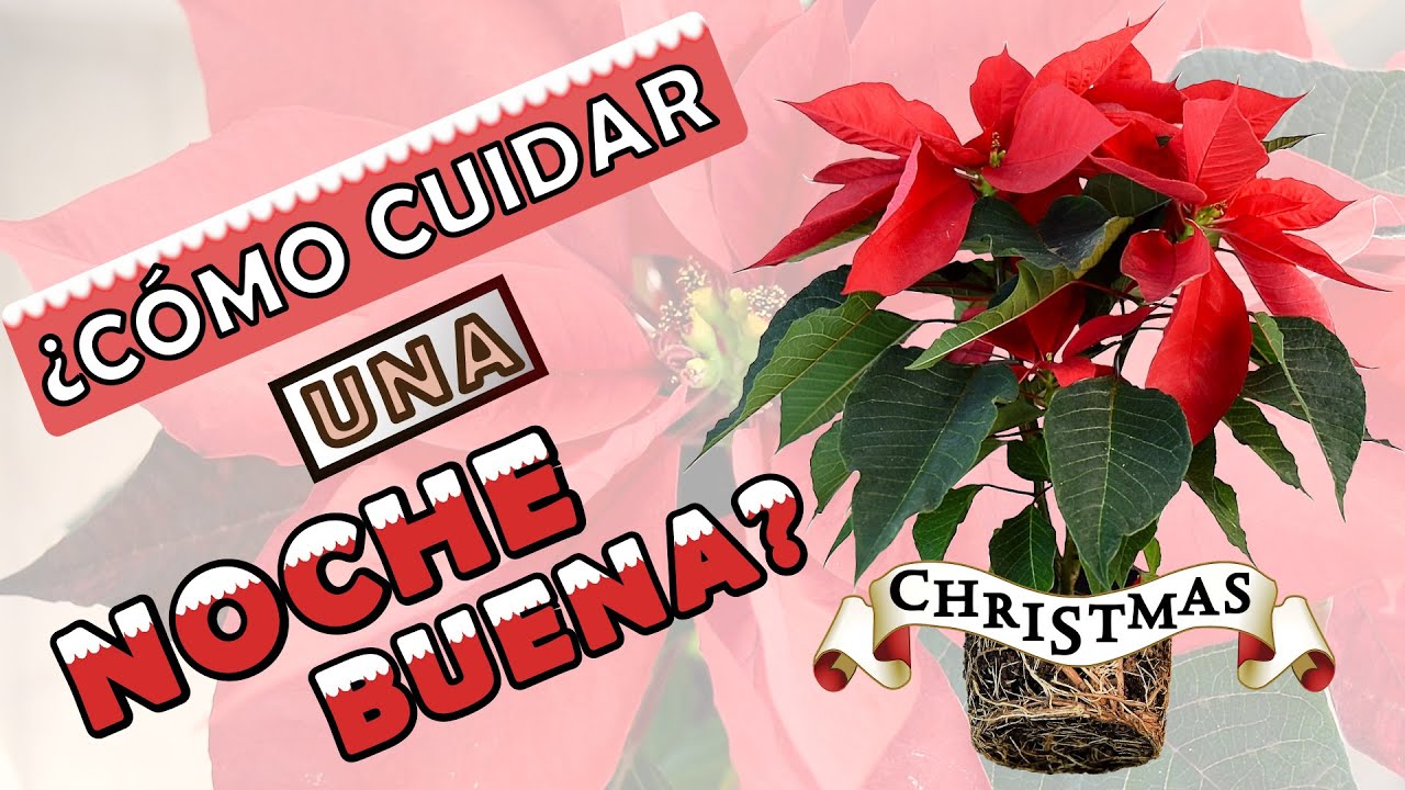 POINSETIA (FLOR de NOCHEBUENA) 🌺|  Primeros cuidados |  SUSTRATO y TRASPLANTE |  Tips al comprarlas