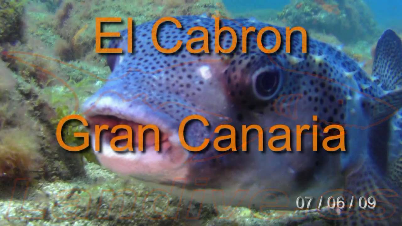 L A N D I V E . E S - El Cabrón - VideoSub - Canarias - buceo - submarinismo