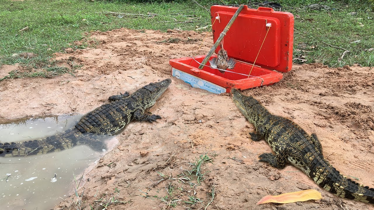 Primitive Technology:Boy Make Crocodile Trap Using Big Ice Bucket_How To Make Crocodile Trap