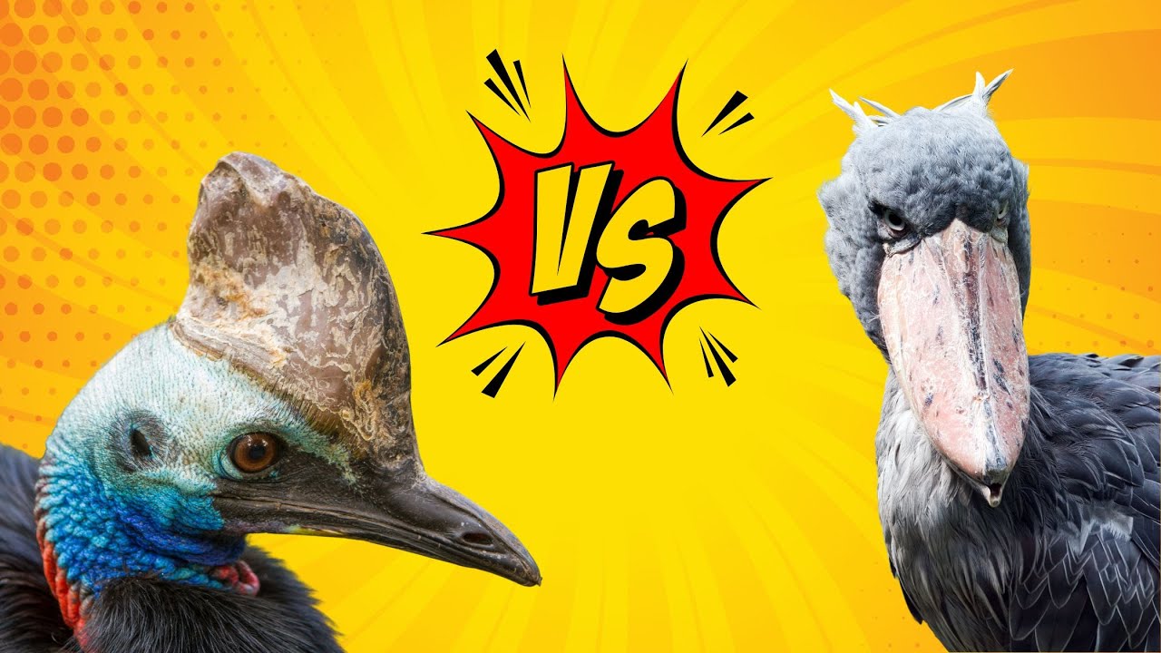 Cassowary vs Shoebill (Ostrich, Emu, Secretary Bird, Philippine Eagle)