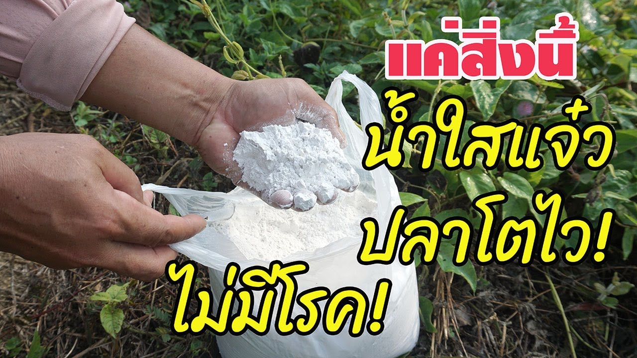 แชร์สูตรเด็ด! แก้ปัญหาน้ำเน่าเสียในบ่อเลี้ยงปลา คืนสภาพน้ำให้ใสแจ๋ว ปลาโตไว! ไร้สารเคมี