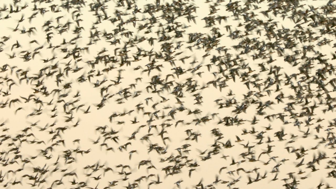 12 à 15 000 Siffleurs dans le Hâble, fabuleux spectacle aérien !