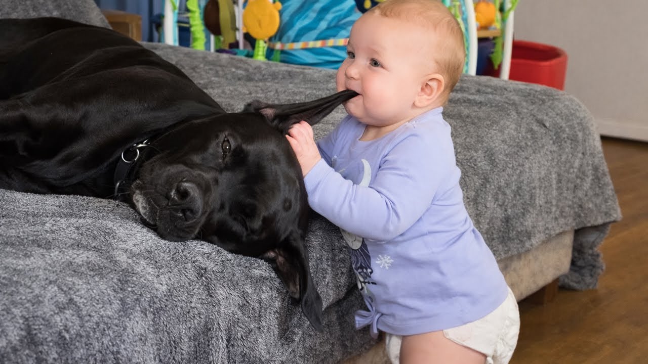 Adorable Dogs Protecting Babies Like Their Own Puppies 🤣🐾 🤣