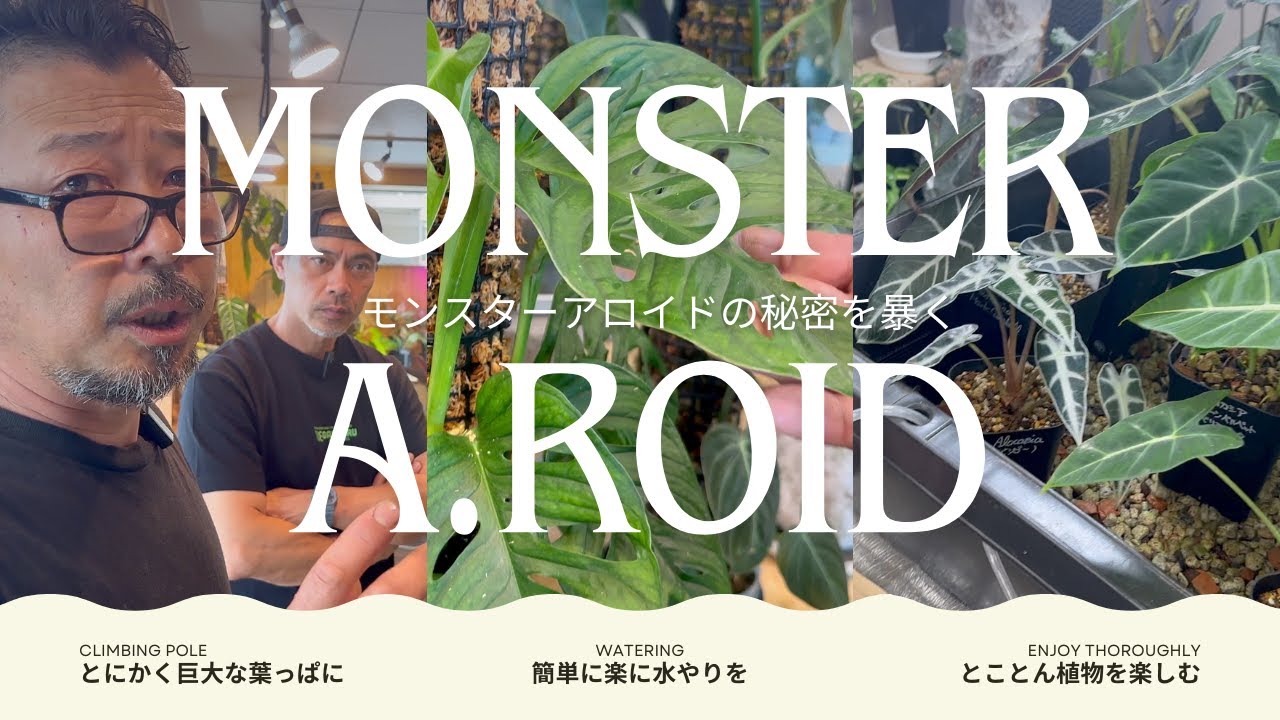 【モンスターアロイド】観葉植物専門店の裏テクニックを徹底的調査した結果...《モンステラ》《アロカシア》《フィロデンドロン》