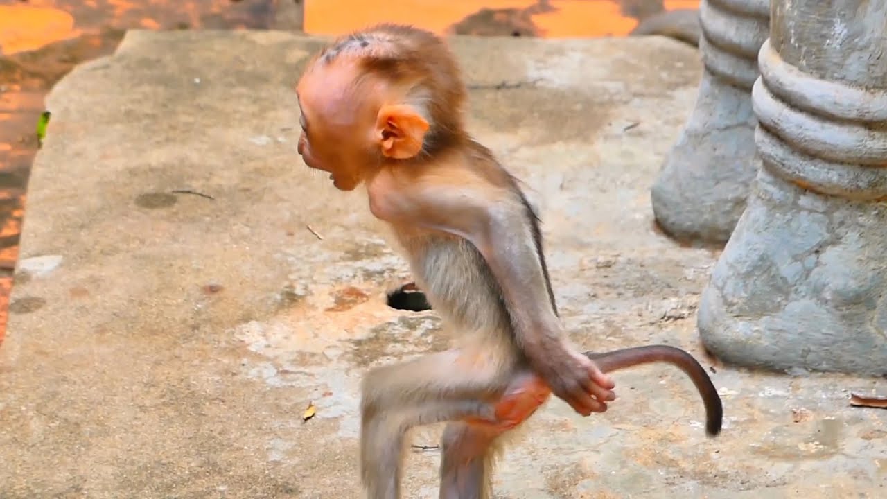 Young Mama LORA Learning How to Care for Her New Baby 🐒💛