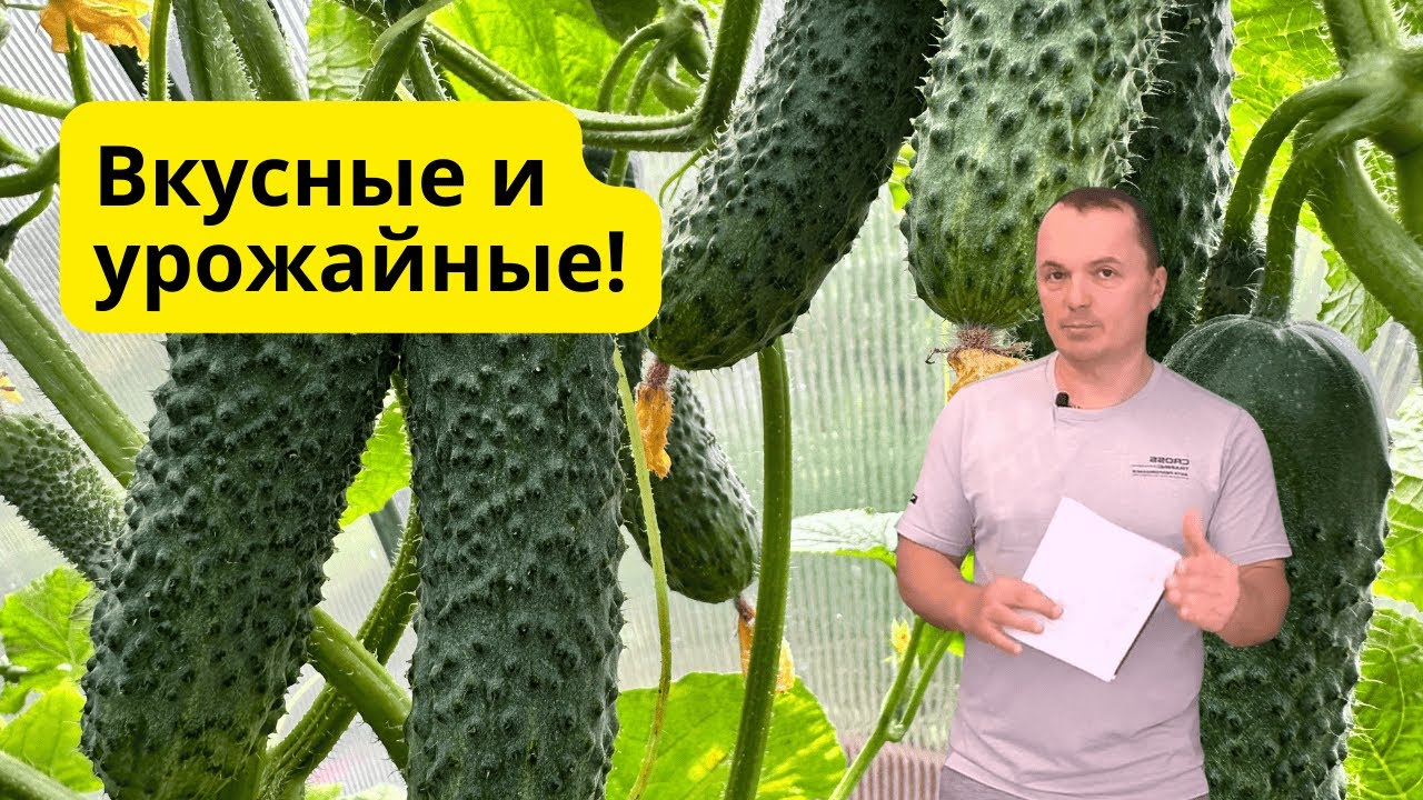 Два урожайных и вкусных огурца- советую попробовать вырастить!
