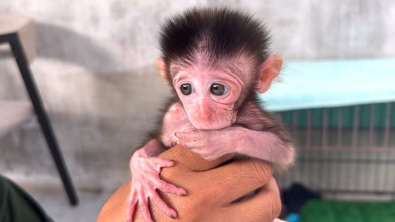 Wili's baby monkey is like a very adorable living doll