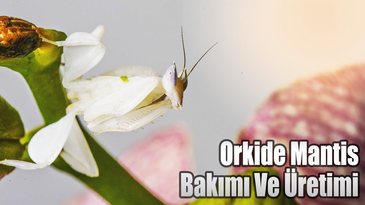 Orkide Mantis Bakımı Ve Üretimi